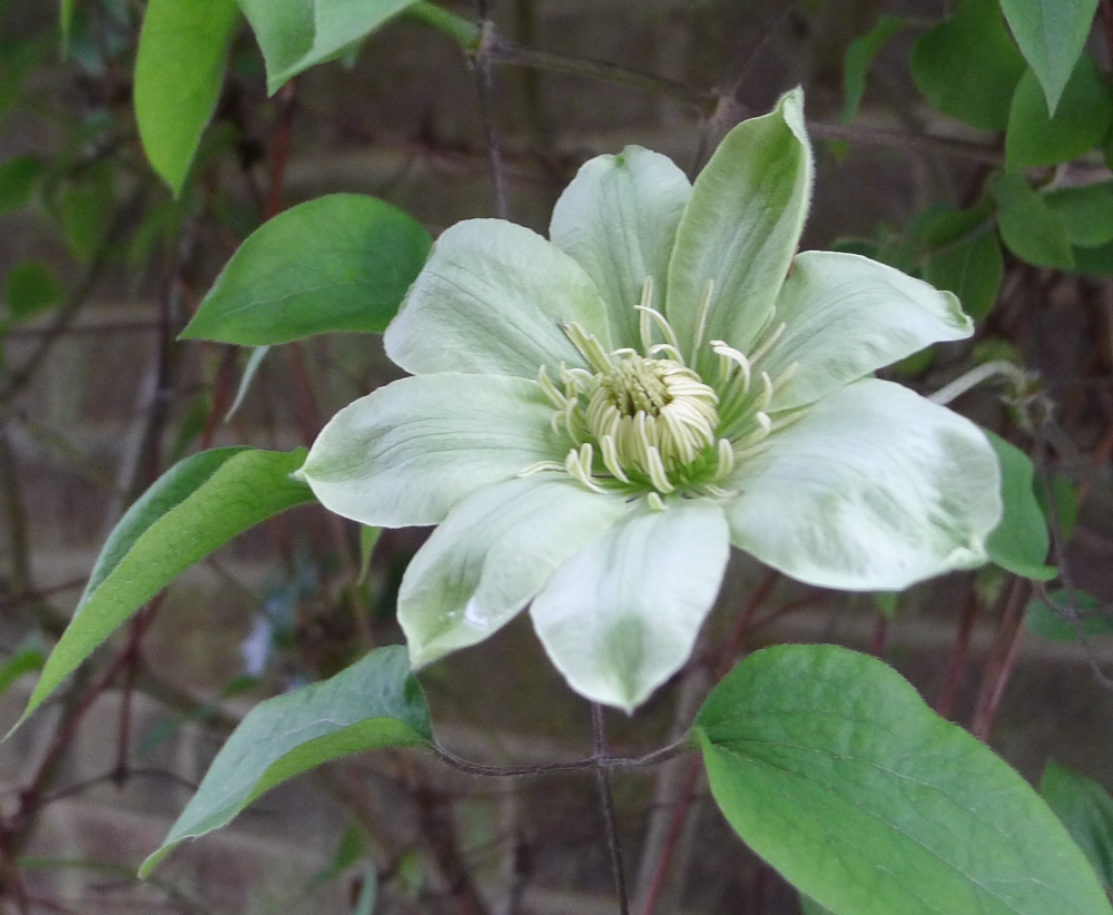 Clematis 'Guernsey Cream' (young flower)